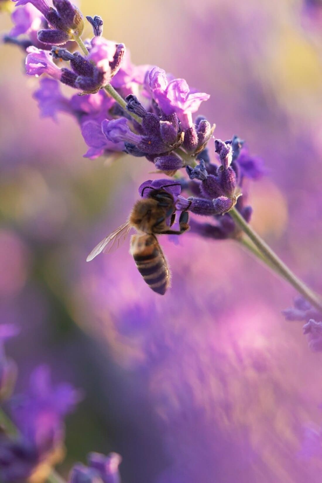 Une abeille qui butine les bienfaits du miel de lavande 