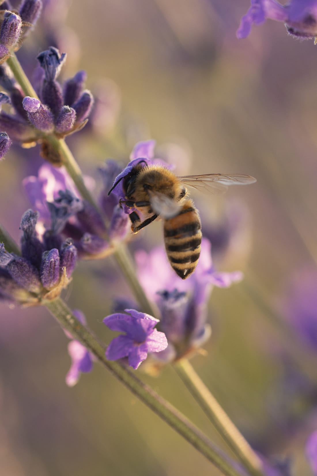 Image représentant une abeille "abelha" butinant une fleur