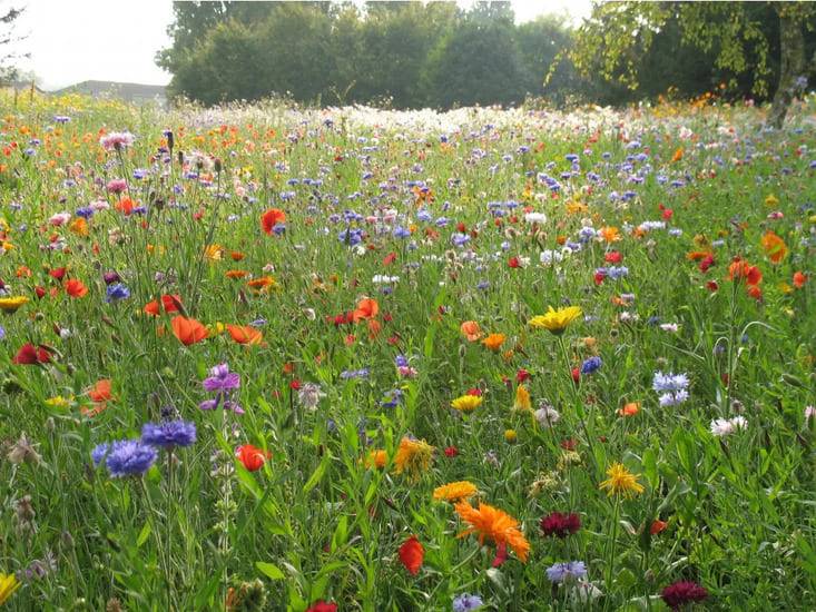 Un champ mellifère pour la Biodiversité