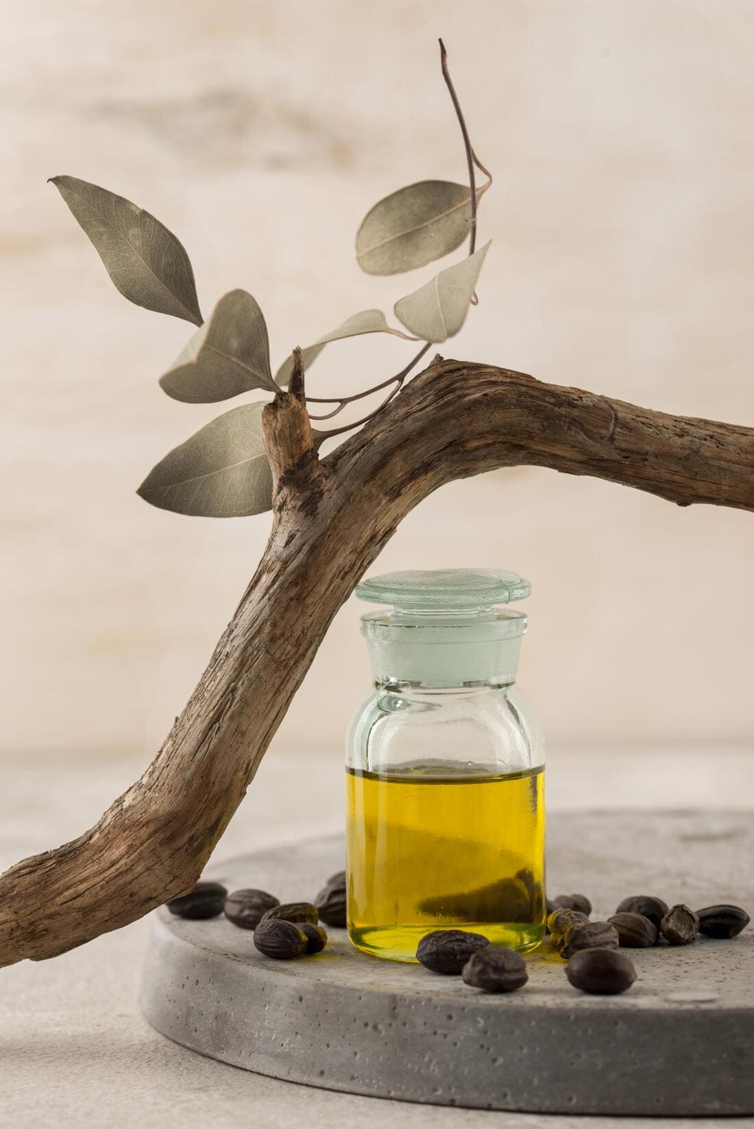 Image montrant une branche d'arbre avec des feuilles et un contenant rempli d'huile de jojoba.