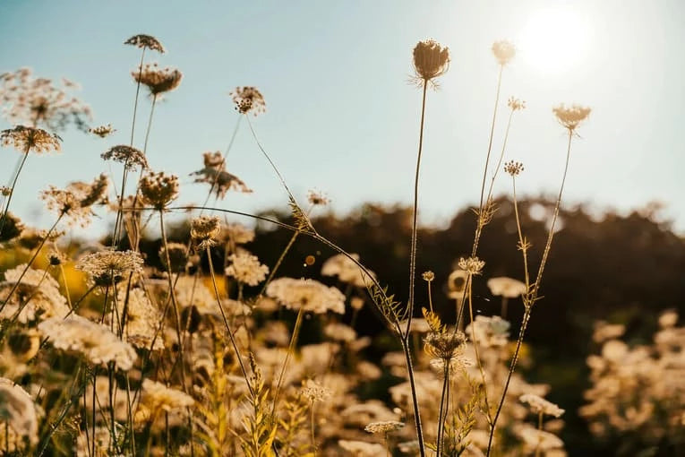 Paysage de fleurs naturels